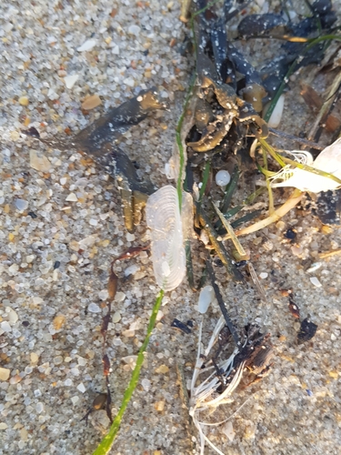 photo of By-the-wind Sailor (Velella velella)