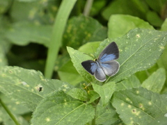 Theope foliorum