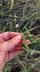 Galactia longifolia