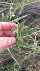 Galactia longifolia