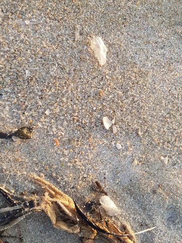 photo of By-the-wind Sailor (Velella velella)