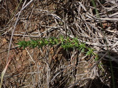 Anthospermum rigidum