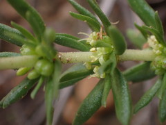 Anthospermum rigidum