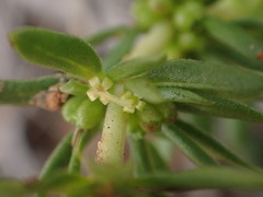 Anthospermum rigidum