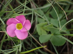 Oxalis obliquifolia