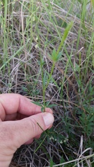 Polygala molluginifolia