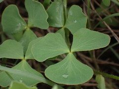 Oxalis obliquifolia