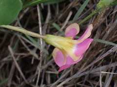 Oxalis obliquifolia