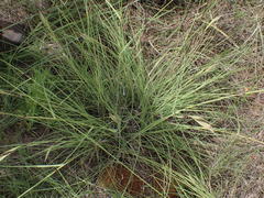 Cymbopogon pospischilii