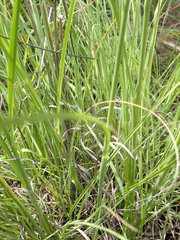 Cymbopogon pospischilii