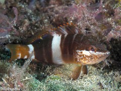 Serranus papilionaceus