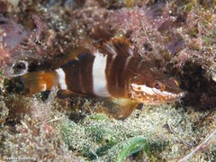 Serranus papilionaceus