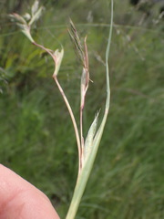 Cymbopogon pospischilii