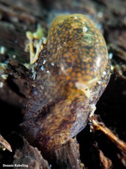 Haminoeoidea