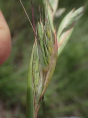 Cymbopogon pospischilii