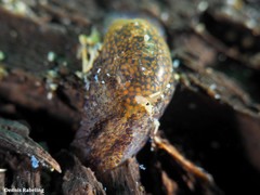 Haminoeoidea