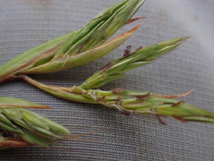 Cymbopogon pospischilii