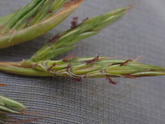 Cymbopogon pospischilii