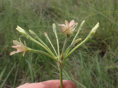 Pelargonium luridum