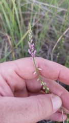 Polygala molluginifolia