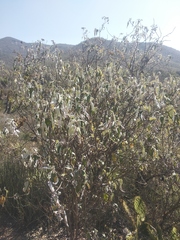 Parthenium tomentosum
