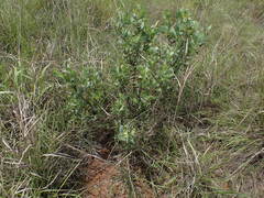 Lopholaena coriifolia