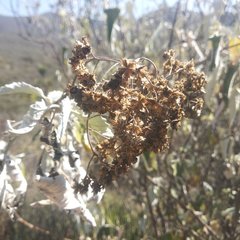 Parthenium tomentosum