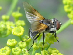 Elomya lateralis