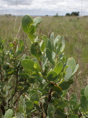 Lopholaena coriifolia