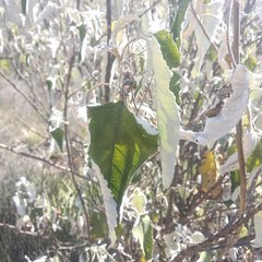 Parthenium tomentosum