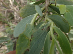 Lopholaena coriifolia