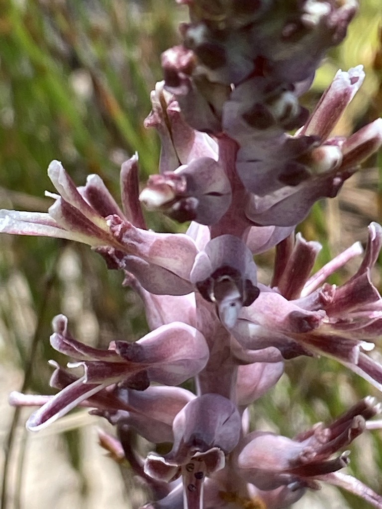 Lachenalia sessiliflora, Still Bay East, Still Bay, WC, ZA