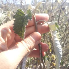 Parthenium tomentosum
