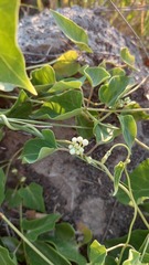 Cynanchum montevidense