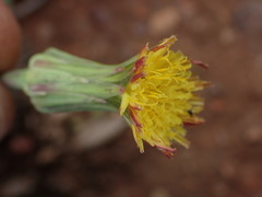 Cichorieae