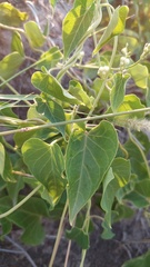 Cynanchum montevidense