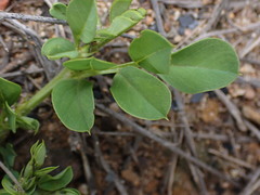 Indigofera oxalidea