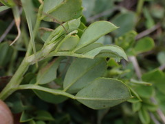 Indigofera oxalidea