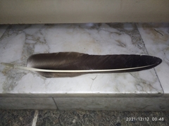 Coragyps atratus brasiliensis