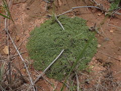 Helichrysum caespititium
