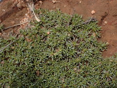 Helichrysum caespititium
