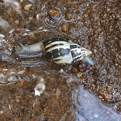 Drymaeus papyrifactus