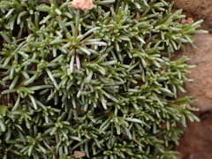 Helichrysum caespititium