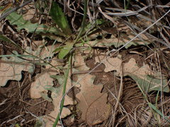 Hypochaeris radicata