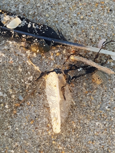 photo of By-the-wind Sailor (Velella velella)