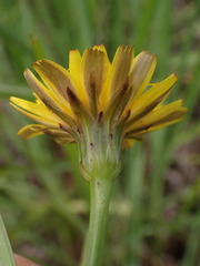 Hypochaeris radicata