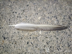 Coragyps atratus brasiliensis