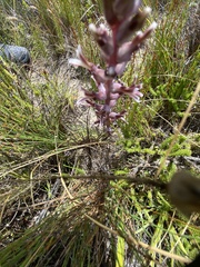 Lachenalia sessiliflora