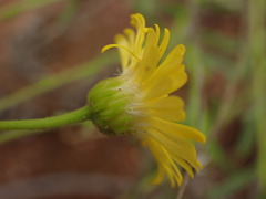 Asteraceae