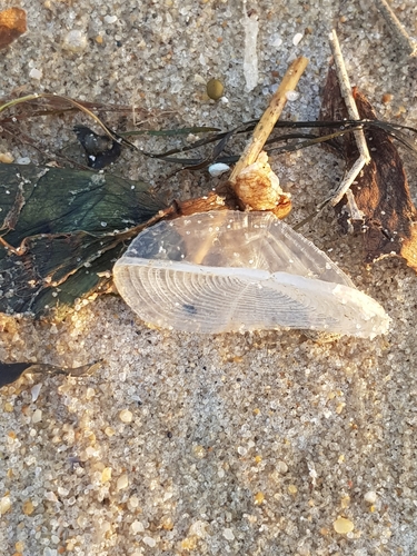 photo of By-the-wind Sailor (Velella velella)